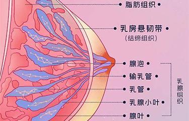 懸韌帶修復(fù)儀如何修復(fù)胸部懸韌帶？搭配按摩手法效果更好？